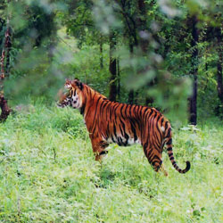 Bhadra Wildlife Sanctuary in Chikmagalur