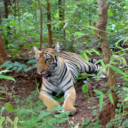 Bhamragarh Wildlife Sanctuary in Chandrapur