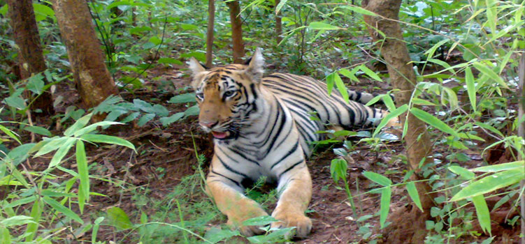 Bhamragarh Wildlife Sanctuary