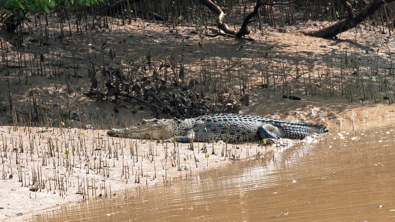 Bhitarkanika National Park in Cuttack