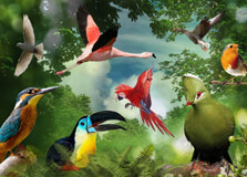 Birds of Eden Bird Sanctuary in Garden Route