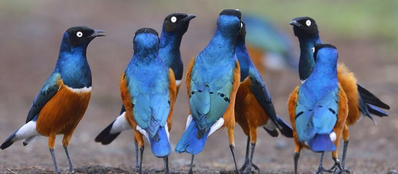 Birdwatching Safaris