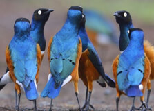 Birdwatching Safaris in Masai Mara
