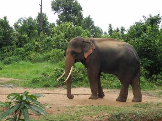 Birsa Zoological Park in Ranchi