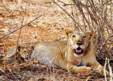 Bisanadi National Reserve in Garissa
