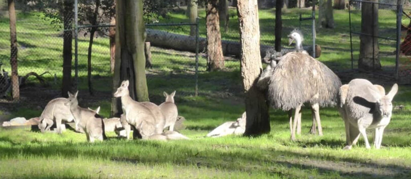 Blackbutt Reserve