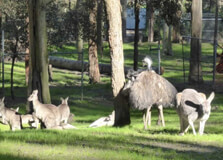 Blackbutt Reserve in Newcastle