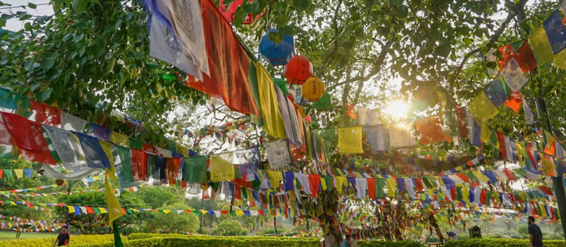 Bodhi Tree,Lumbini