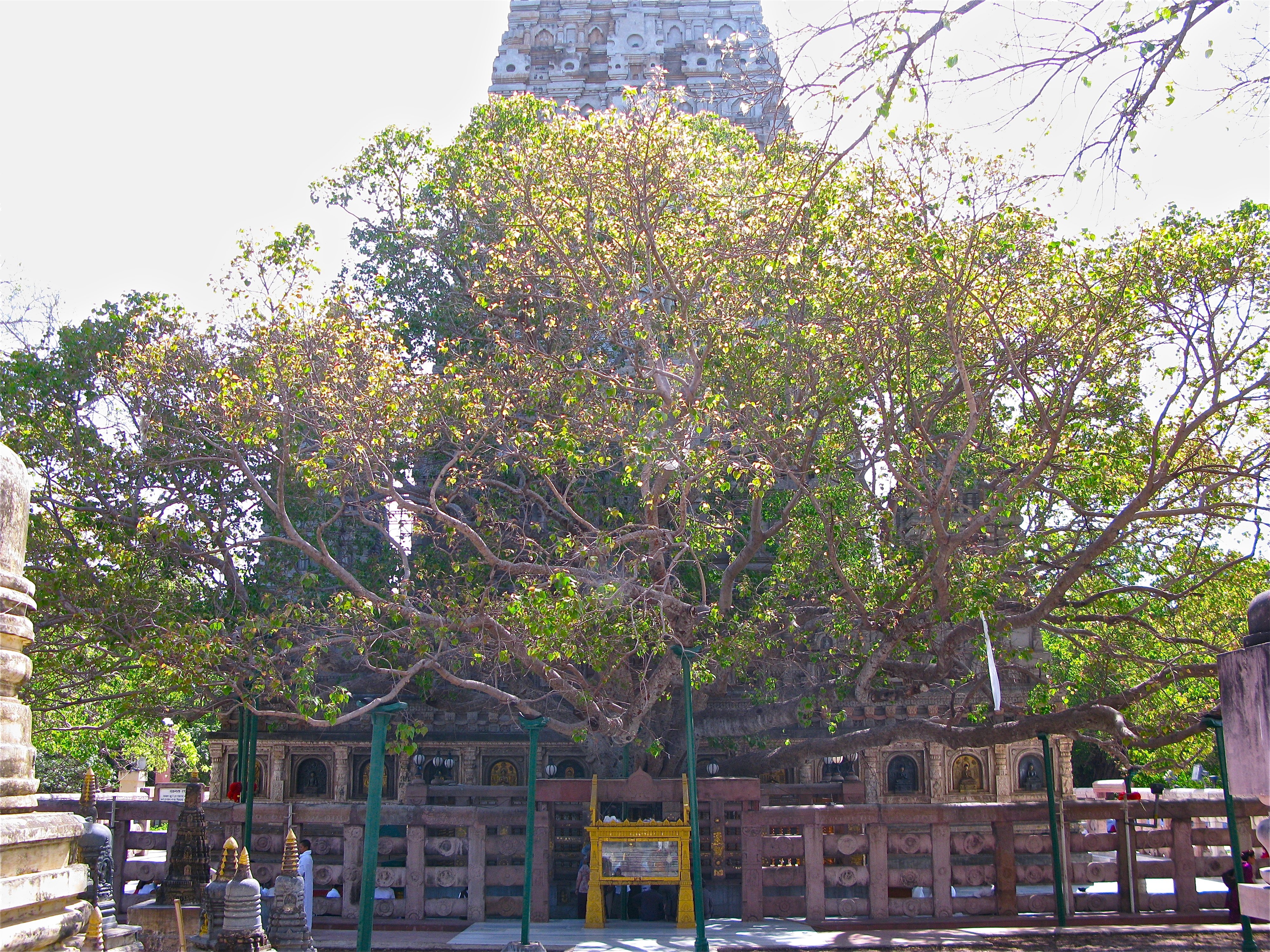 Bodhi Tree in Gaya