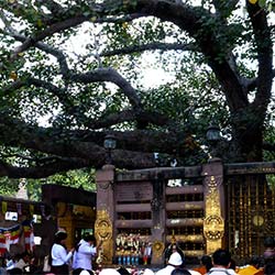 Bodhi Tree in Bodhgaya