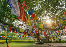 Bodhi Tree,Lumbini in Lumbini