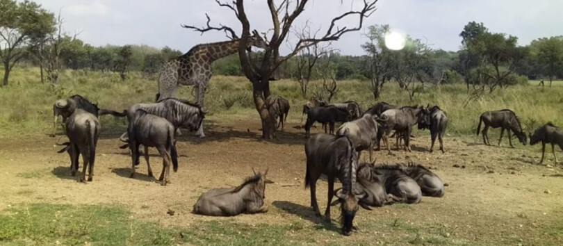 Boni National Reserve