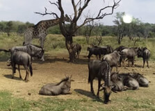 Boni National Reserve in Garissa