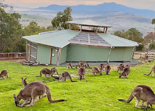 Bonorong Wildlife Sanctuary in Hobart