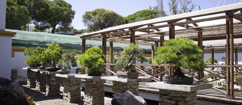Bonsai Museum