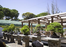 Bonsai Museum in Marbella