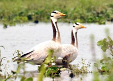 Borguri Motapung Wetland in Digboi