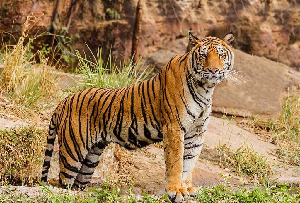 Bori Wildlife Sanctuary in Hoshangabad