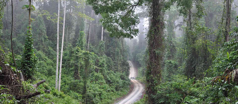 Borneo Jungle Trekking