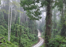 Borneo Jungle Trekking in Kota Kinabalu