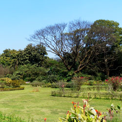 Botanical Gardens in Kolkata