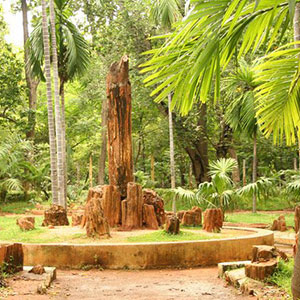 Botanical Gardens in Pondicherry