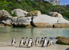 Boulders Beach in Western Cape