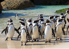 Boulders Penguin Colony in Cape Town