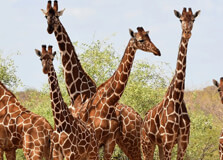 Bour-Alhi Giraffe Sanctuary in Garissa
