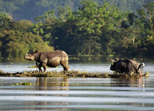 Brahmaputra River Bank in Kaziranga