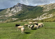 Bredhi i Dajti National Park in Korca