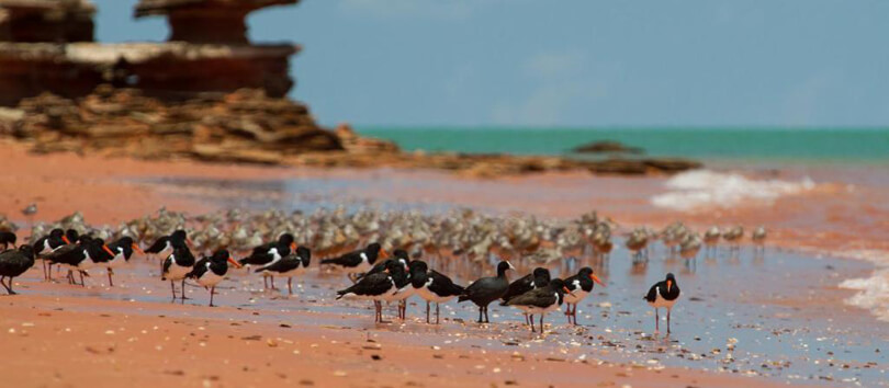 Broome Bird Observatory