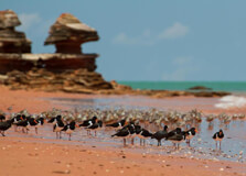 Broome Bird Observatory in Broome