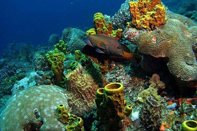 Buccoo Reef (Tobago, Trinidad and Tobago) in Tobago