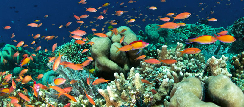 Bunaken National Marine Park
