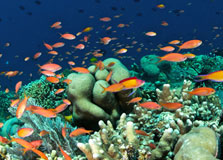 Bunaken National Marine Park in Sulawesi