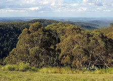 Bunya Mountains National Park in Brisbane