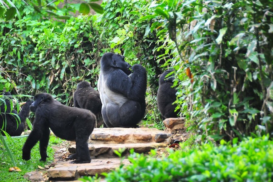 Kanungu