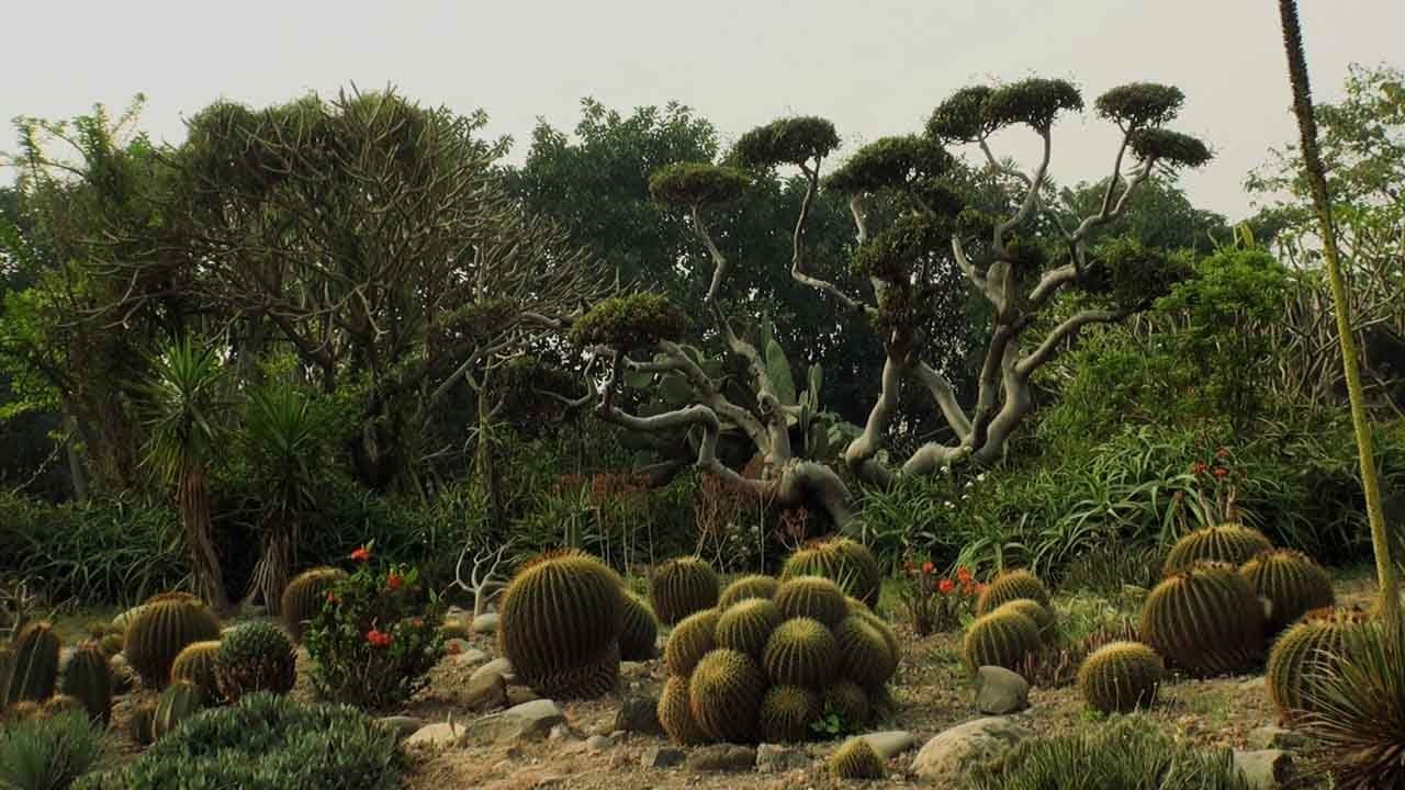 Cactus Garden in Panchkula