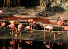 Cali Zoo in Cali