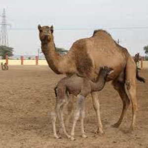 Camel Breeding Farms