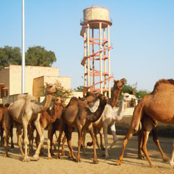 Camel Breeding Farms in Bikaner