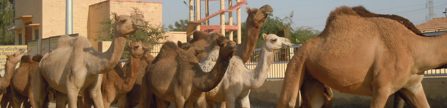 Camel Breeding Farms