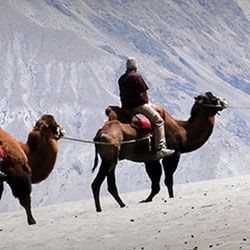 Camel Safari In Ladakh
