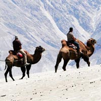 Camel Safari in Leh Ladakh
