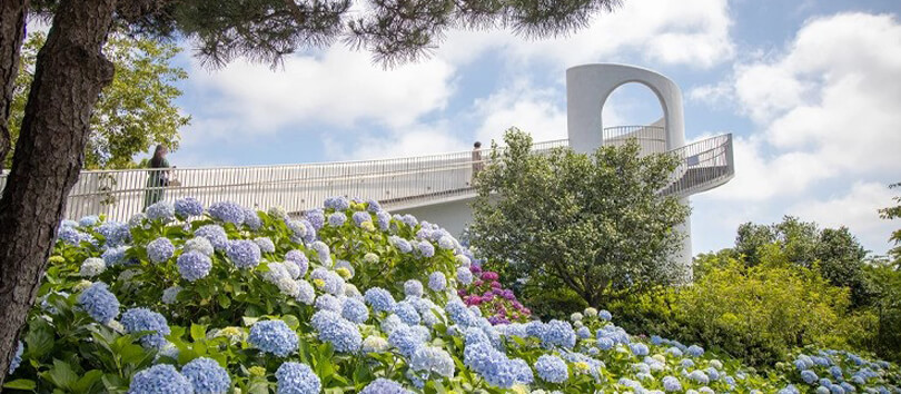Camellia Hill
