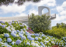 Camellia Hill in Jeju