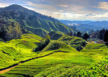 Cameron Highlands in Kuala Lumpur