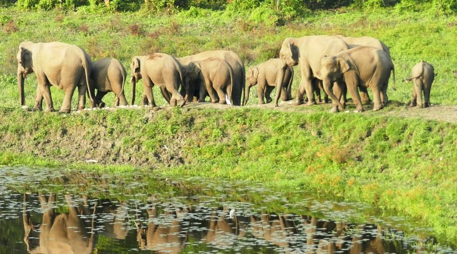 Chapramari Wildlife Sanctuary in Jalpaiguri