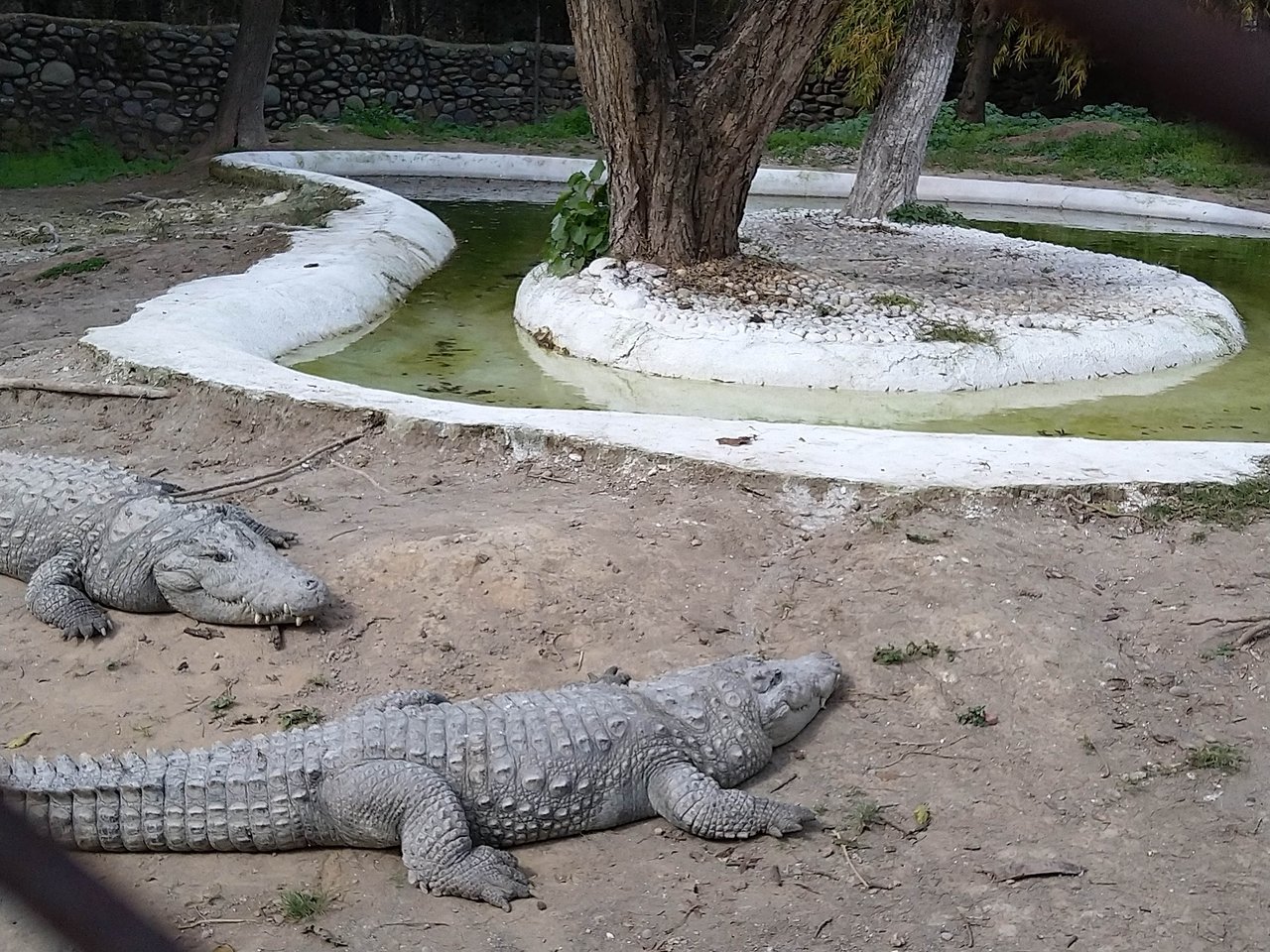 Chattbir Zoo in Panchkula